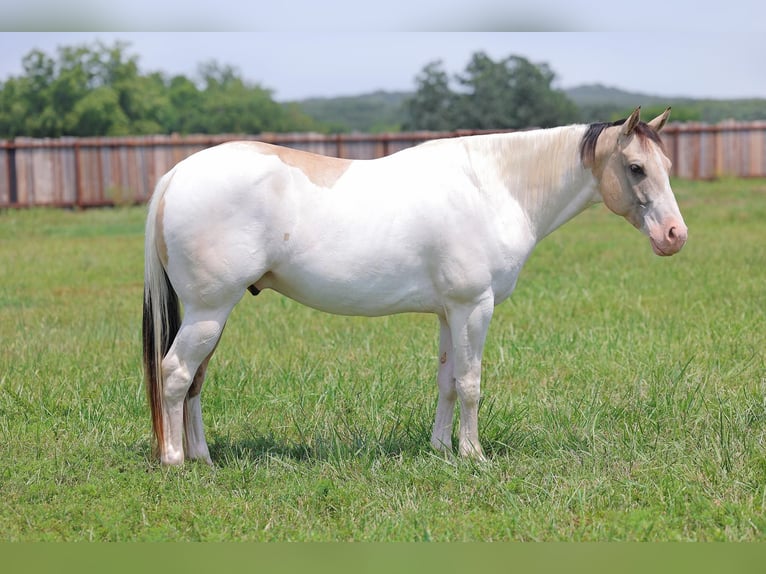 Quarter horse américain Hongre 5 Ans 152 cm Tobiano-toutes couleurs in Adair Ok