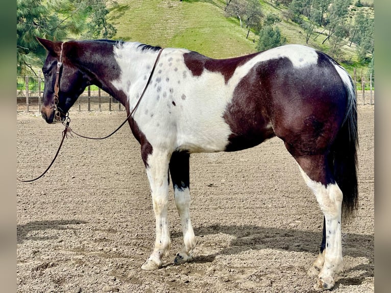 Quarter horse américain Hongre 5 Ans 152 cm Tobiano-toutes couleurs in Paicines CA