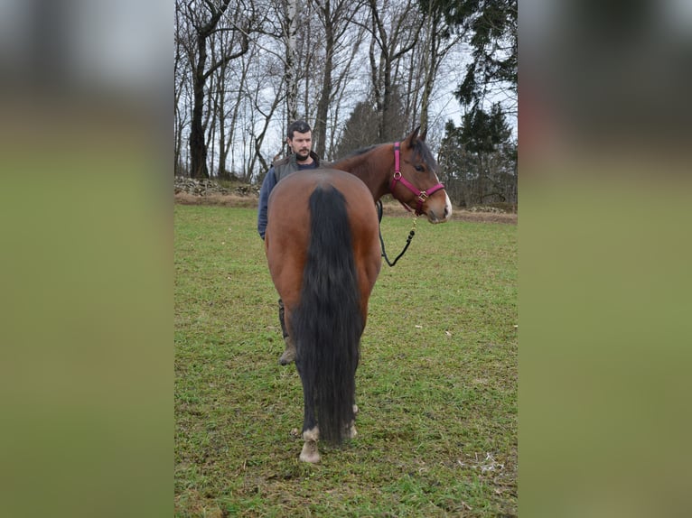 Quarter horse américain Hongre 5 Ans 153 cm Bai cerise in Jablonec nad Nisou
