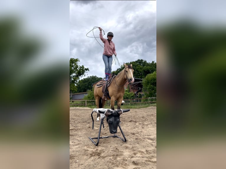 Quarter horse américain Hongre 5 Ans 153 cm Buckskin in Oetzen