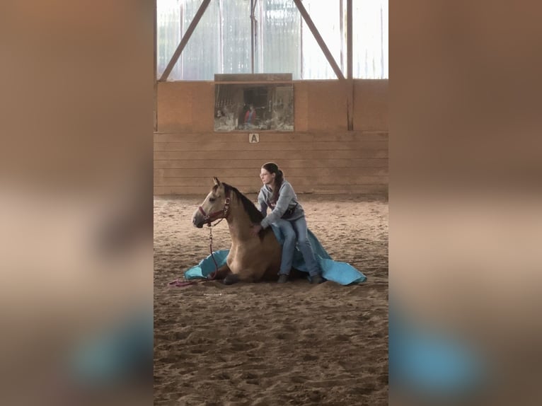 Quarter horse américain Hongre 5 Ans 153 cm Buckskin in Oetzen