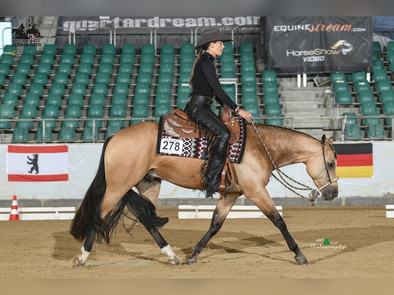 Quarter horse américain Hongre 5 Ans 153 cm Buckskin in Oetzen