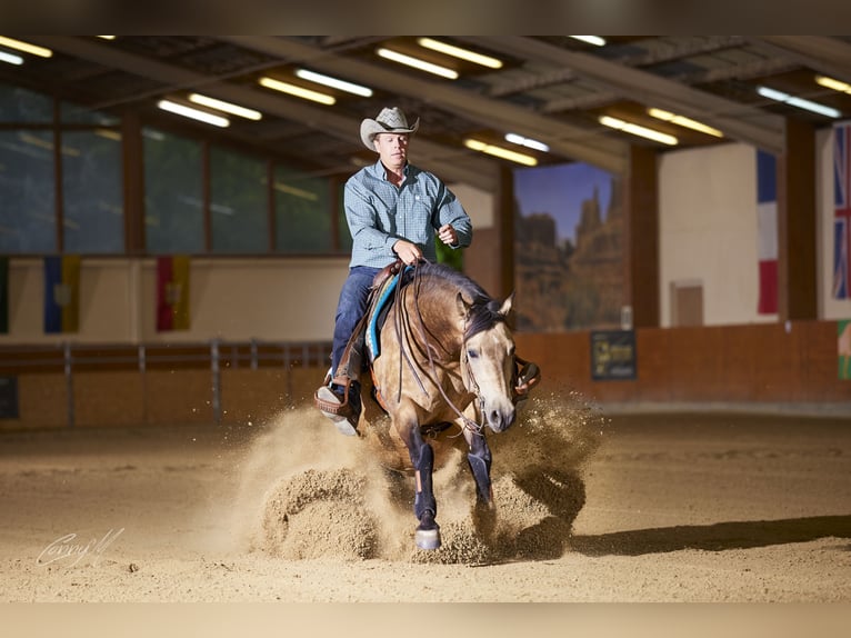 Quarter horse américain Hongre 5 Ans 153 cm Buckskin in Bad Vöslau