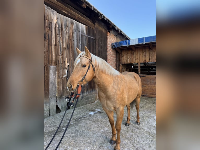 Quarter horse américain Hongre 5 Ans 153 cm  in AcworthMartin