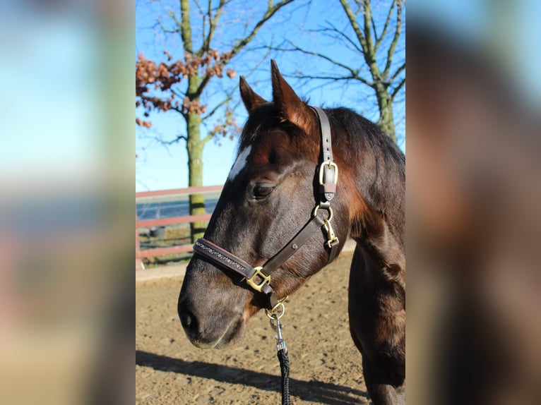 Quarter horse américain Hongre 5 Ans 154 cm Alezan brûlé in Kröpelin