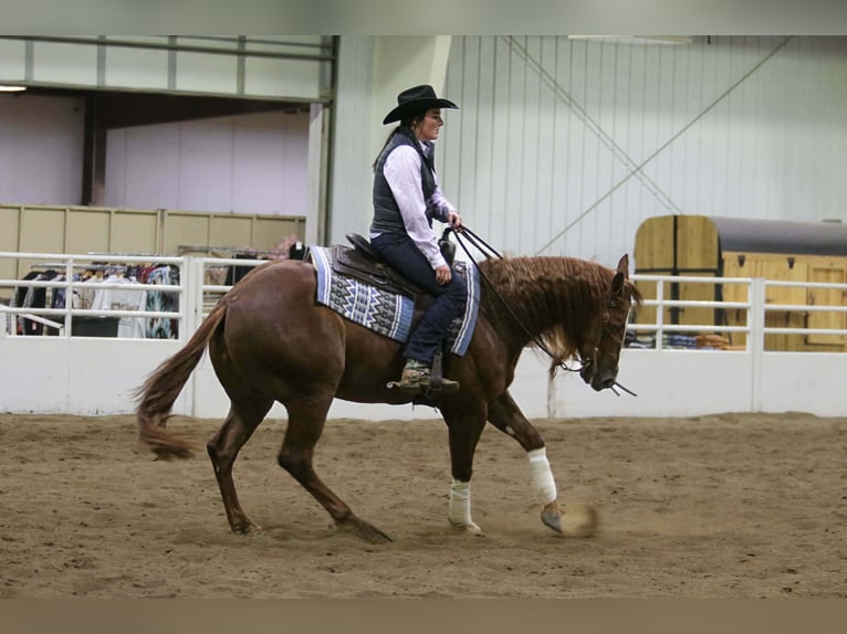 Quarter horse américain Hongre 5 Ans 155 cm Alezan cuivré in River Falls