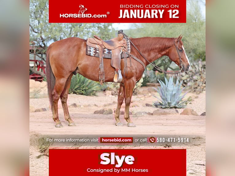 Quarter horse américain Hongre 5 Ans 155 cm Alezan cuivré in Cave Creek