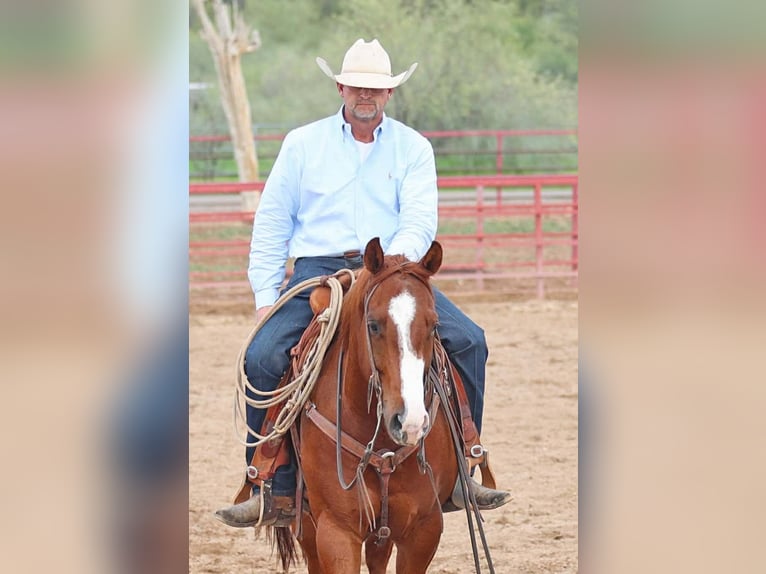 Quarter horse américain Hongre 5 Ans 155 cm Alezan cuivré in Cave Creek