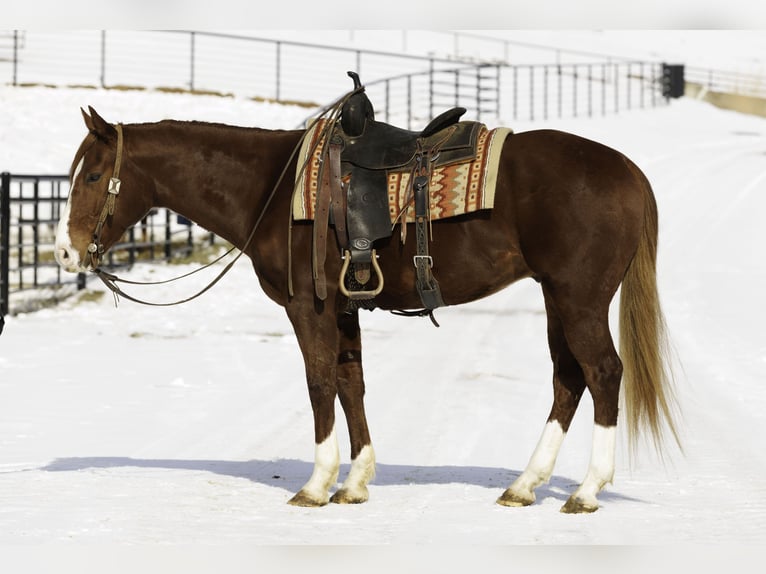 Quarter horse américain Hongre 5 Ans 155 cm Alezan cuivré in Quitman