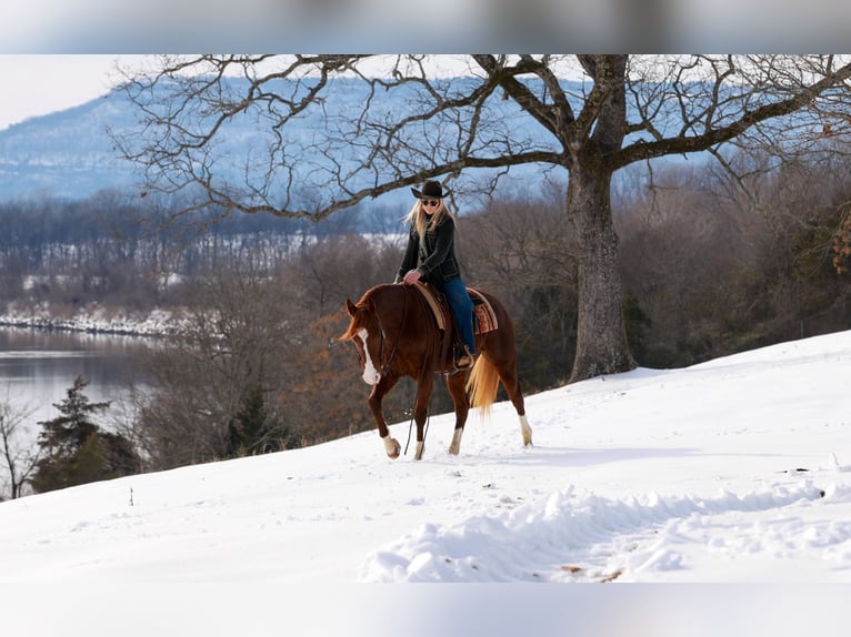Quarter horse américain Hongre 5 Ans 155 cm Alezan cuivré in Quitman
