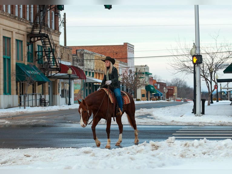 Quarter horse américain Hongre 5 Ans 155 cm Alezan cuivré in Quitman