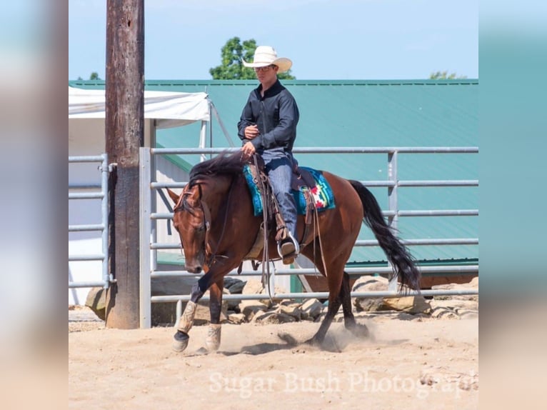 Quarter horse américain Hongre 5 Ans 155 cm Bai cerise in Baltic