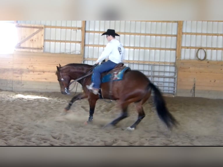 Quarter horse américain Hongre 5 Ans 155 cm Bai cerise in Baltic