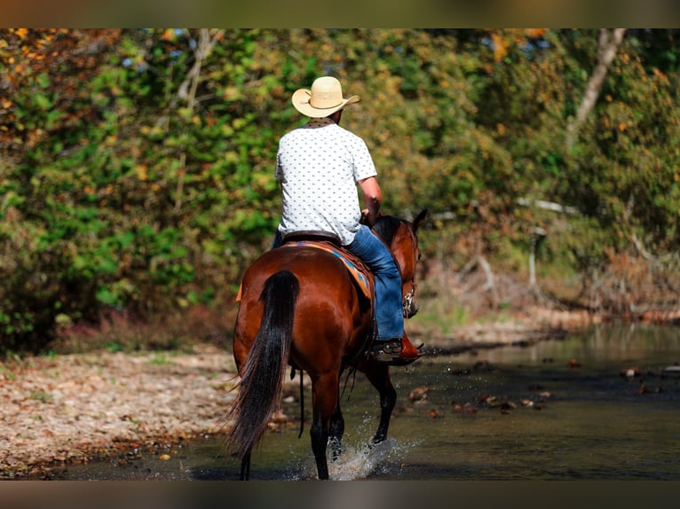 Quarter horse américain Hongre 5 Ans 155 cm Bai cerise in Santa Fe