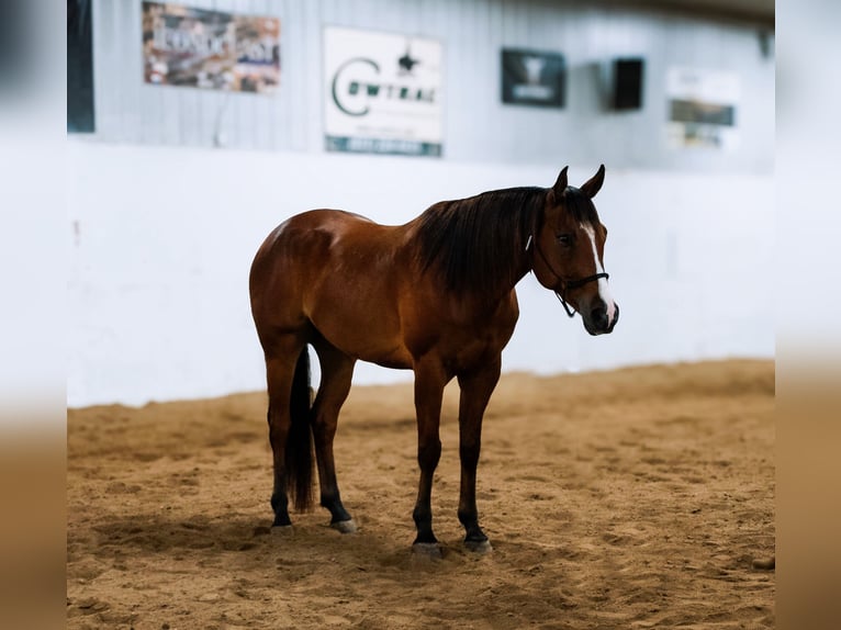 Quarter horse américain Hongre 5 Ans 155 cm Bai cerise in Nevis, MN