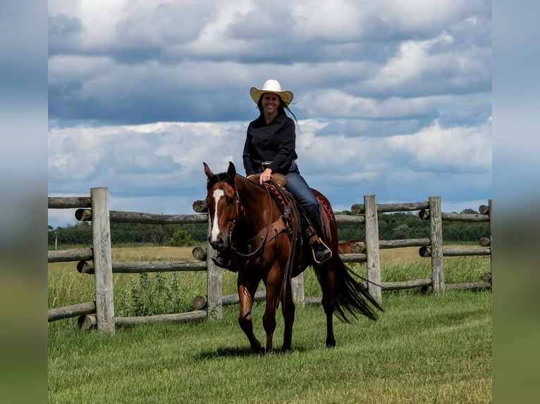 Quarter horse américain Hongre 5 Ans 155 cm Bai cerise in Nevis, MN