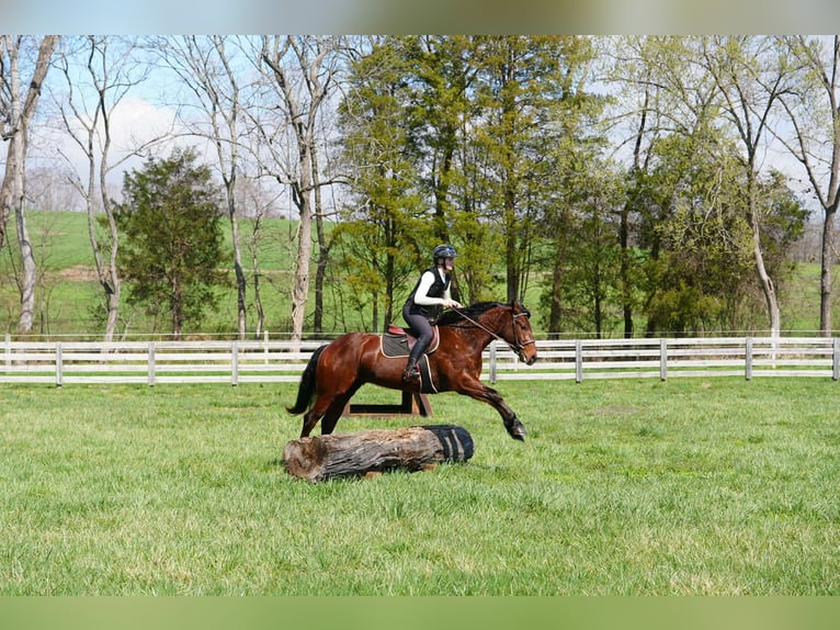 Quarter horse américain Croisé Hongre 5 Ans 155 cm Bai cerise in Clover