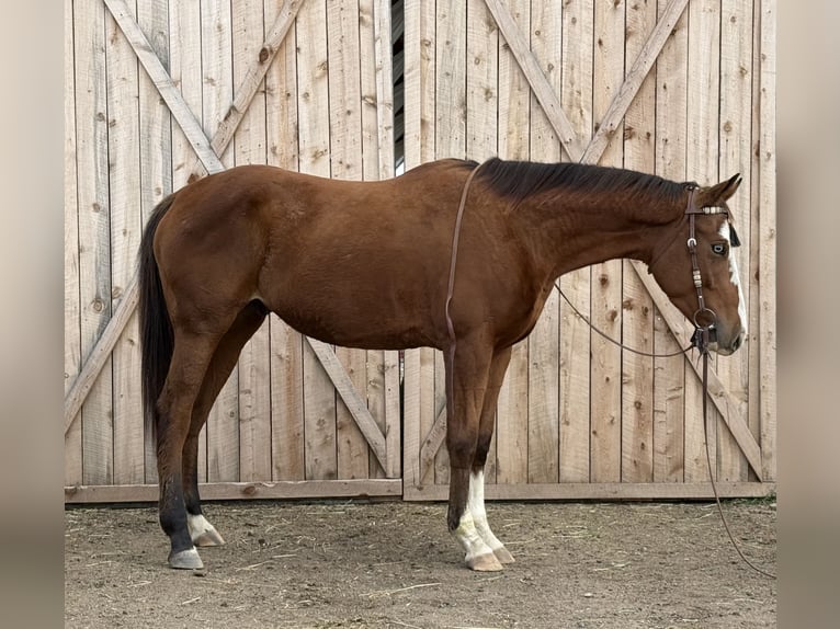 Quarter horse américain Hongre 5 Ans 155 cm Bai cerise in Fort Collins