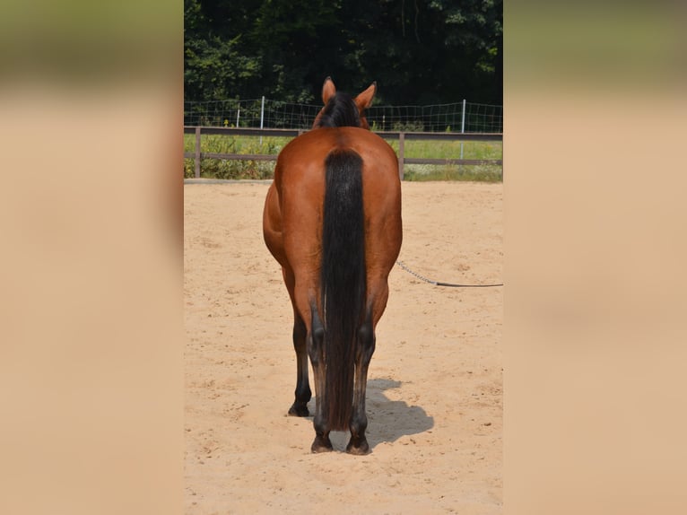 Quarter horse américain Hongre 5 Ans 155 cm Bai in Wusterhausen (Dosse)