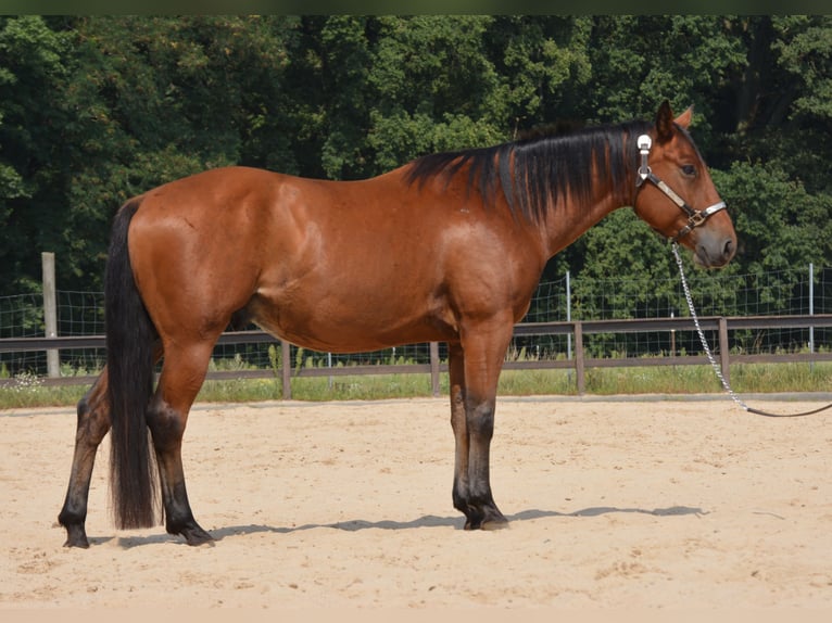 Quarter horse américain Hongre 5 Ans 155 cm Bai in Wusterhausen (Dosse)