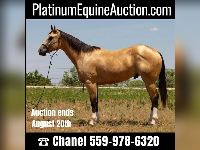 Quarter horse américain Hongre 5 Ans 155 cm Buckskin in Byers TX