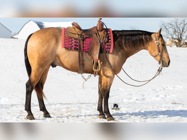 Quarter horse américain Hongre 5 Ans 155 cm Buckskin in Fredericksburg