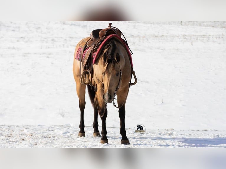 Quarter horse américain Hongre 5 Ans 155 cm Buckskin in Fredericksburg