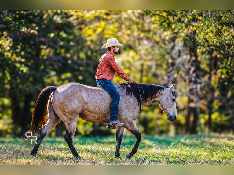 Quarter horse américain Hongre 5 Ans 155 cm Buckskin in Lyles