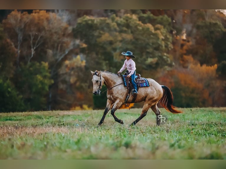 Quarter horse américain Hongre 5 Ans 155 cm Buckskin in Lyles