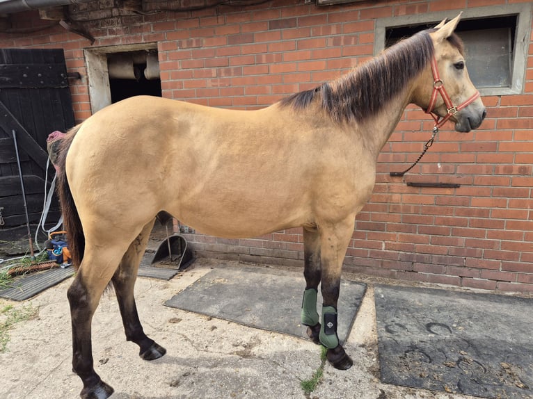 Quarter horse américain Croisé Hongre 5 Ans 155 cm Buckskin in Meppen