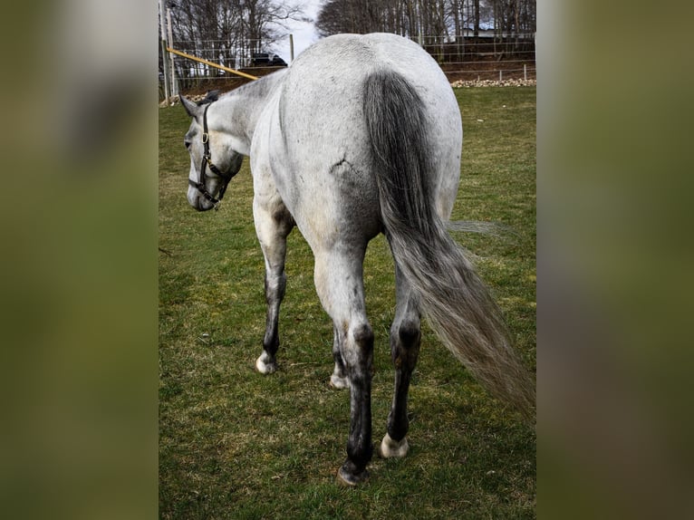 Quarter horse américain Hongre 5 Ans 155 cm Gris pommelé in Warsaw NY