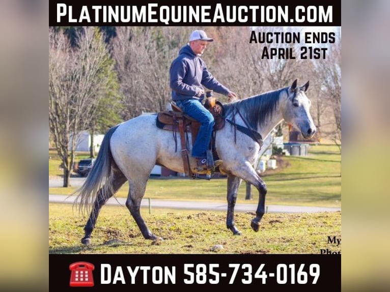 Quarter horse américain Hongre 5 Ans 155 cm Gris pommelé in Warsaw NY