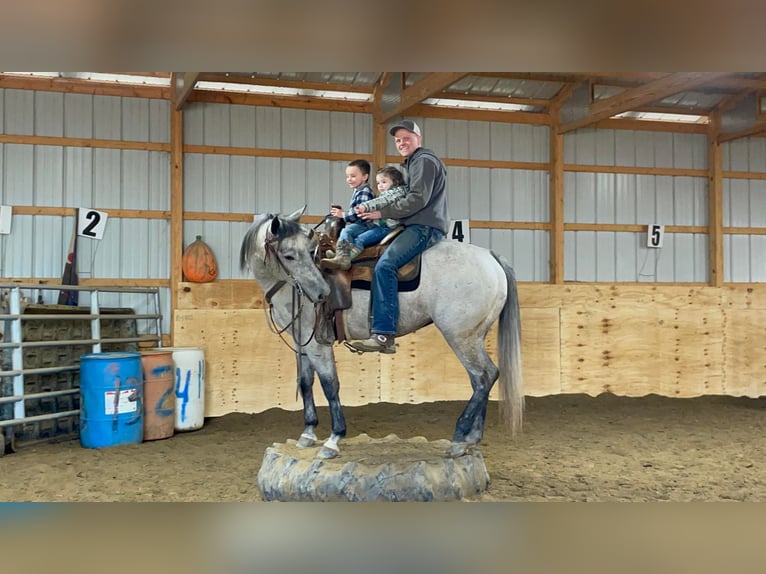 Quarter horse américain Hongre 5 Ans 155 cm Gris pommelé in Warsaw NY