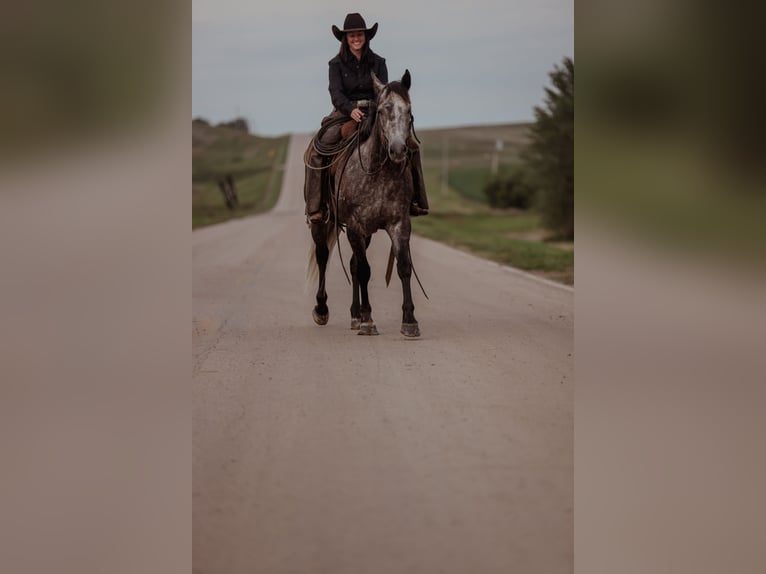 Quarter horse américain Hongre 5 Ans 155 cm Gris in Whitewood