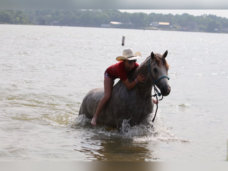 Quarter horse américain Hongre 5 Ans 155 cm Gris in Collinsville