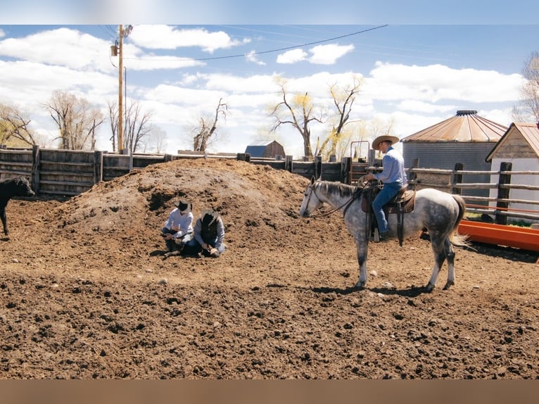 Quarter horse américain Hongre 5 Ans 155 cm Gris in Saint Anthony