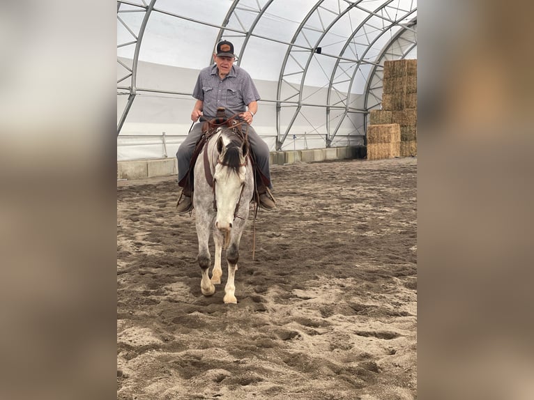 Quarter horse américain Hongre 5 Ans 155 cm Gris in Saint Anthony