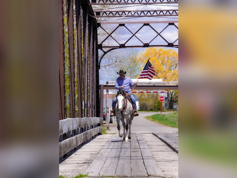 Quarter horse américain Hongre 5 Ans 155 cm Gris in Saint Anthony