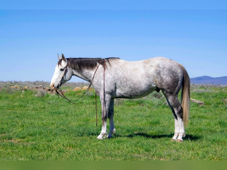 Quarter horse américain Hongre 5 Ans 155 cm Gris in Saint Anthony