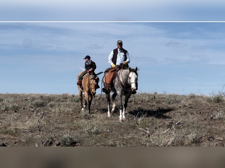 Quarter horse américain Hongre 5 Ans 155 cm Gris in Saint Anthony