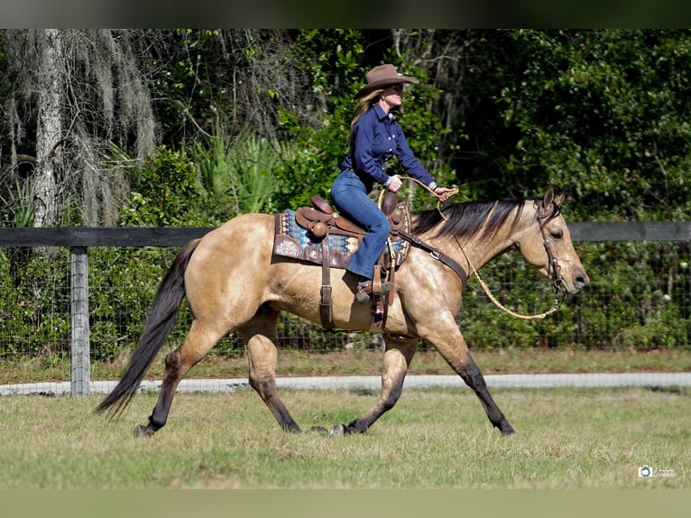 Quarter horse américain Hongre 5 Ans 155 cm Isabelle in Kingston, OK