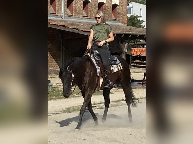 Quarter horse américain Hongre 5 Ans 155 cm Noir in Groß-Enzersdorf