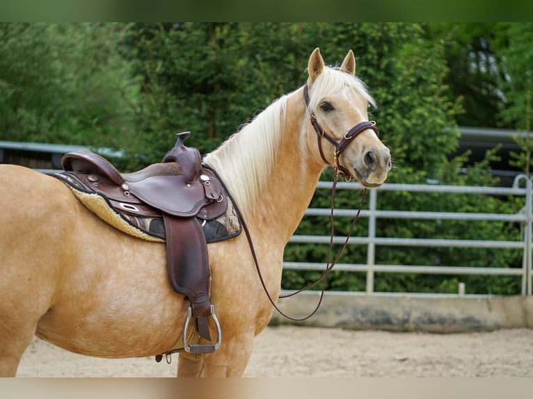 Quarter horse américain Croisé Hongre 5 Ans 155 cm Palomino in Buchholz (Westerwald)