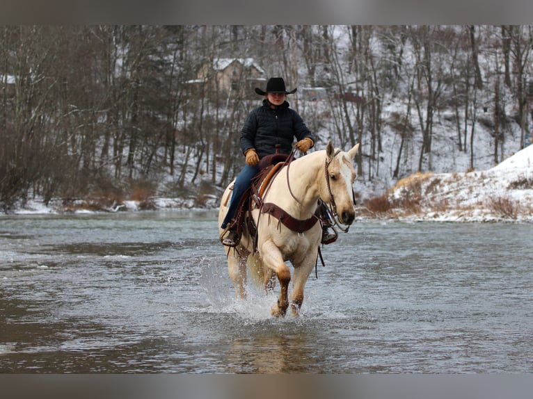 Quarter horse américain Hongre 5 Ans 155 cm Palomino in Clarion, PA