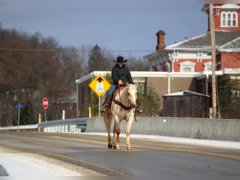 Quarter horse américain Hongre 5 Ans 155 cm Palomino in Clarion, PA