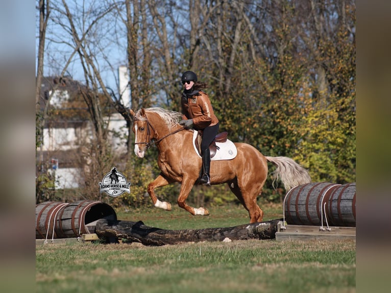 Quarter horse américain Hongre 5 Ans 155 cm Palomino in Mount Vernon