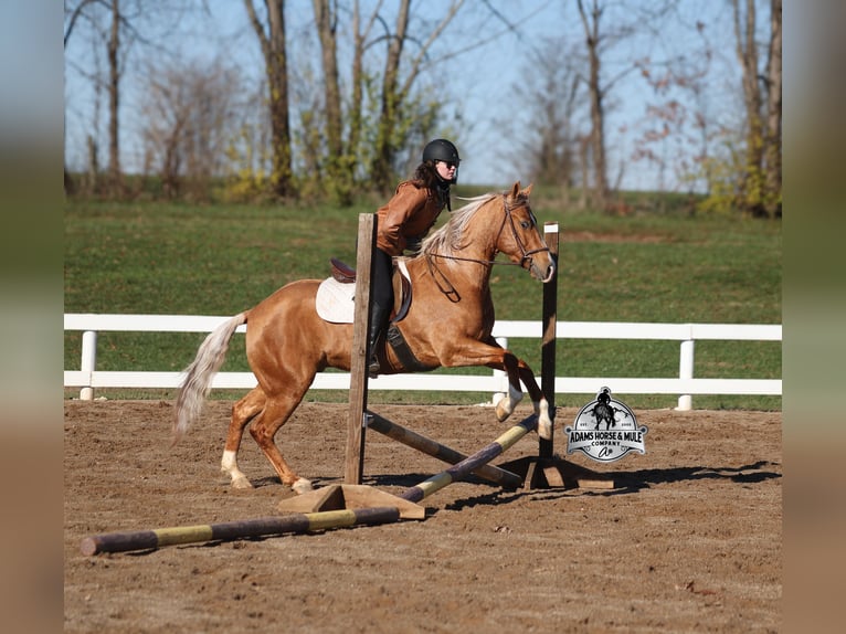 Quarter horse américain Hongre 5 Ans 155 cm Palomino in Mount Vernon