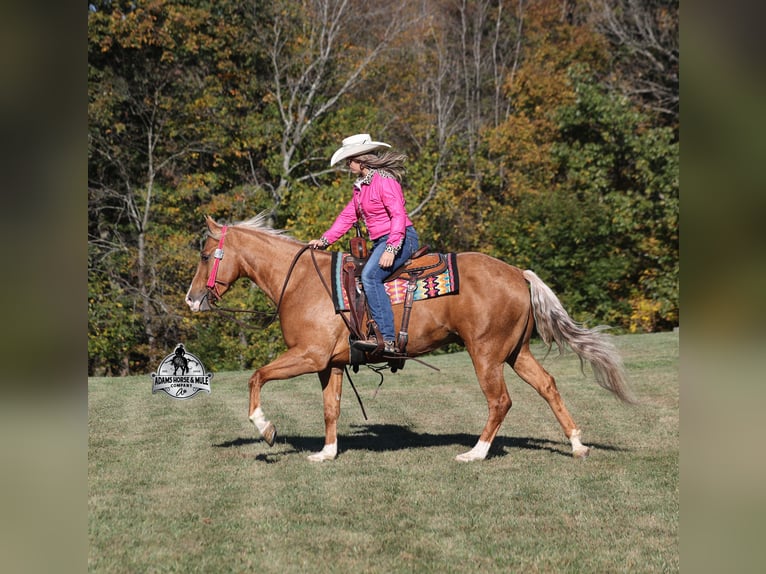 Quarter horse américain Hongre 5 Ans 155 cm Palomino in Mount Vernon