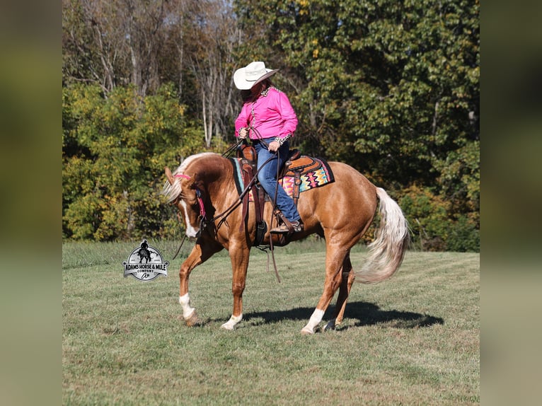 Quarter horse américain Hongre 5 Ans 155 cm Palomino in Mount Vernon