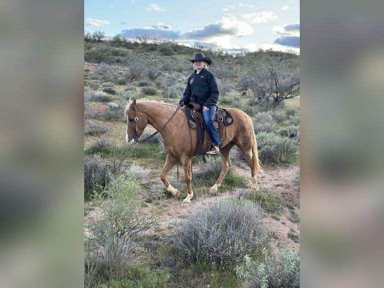 Quarter horse américain Hongre 5 Ans 155 cm Palomino in Mount Vernon